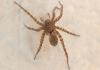 Pardosa sp.